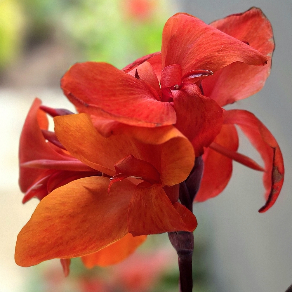 Meet your Posher, M.